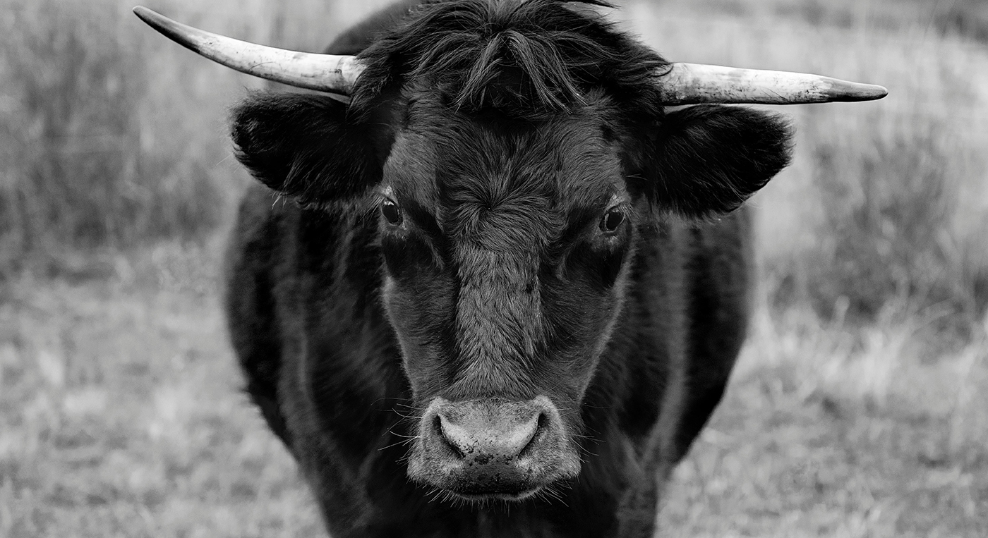 20241211 Cox Q4 sentiment bull 1400px
